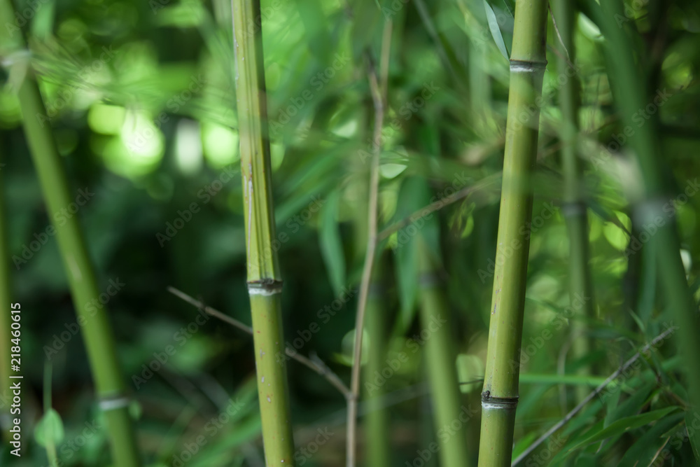 Obraz premium green background of trunks and leaves