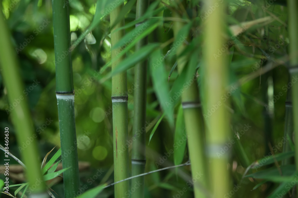 Fototapeta premium zielone tło pni i liści