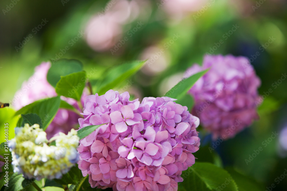 a bush of hydrangeas. beautiful floral background. a bush of hydrangeas. beautiful floral background.