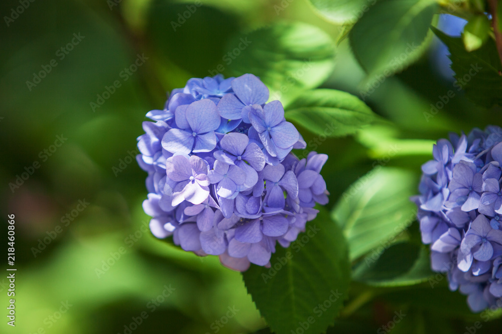 a bush of hydrangeas. beautiful floral background. a bush of hydrangeas. beautiful floral background.