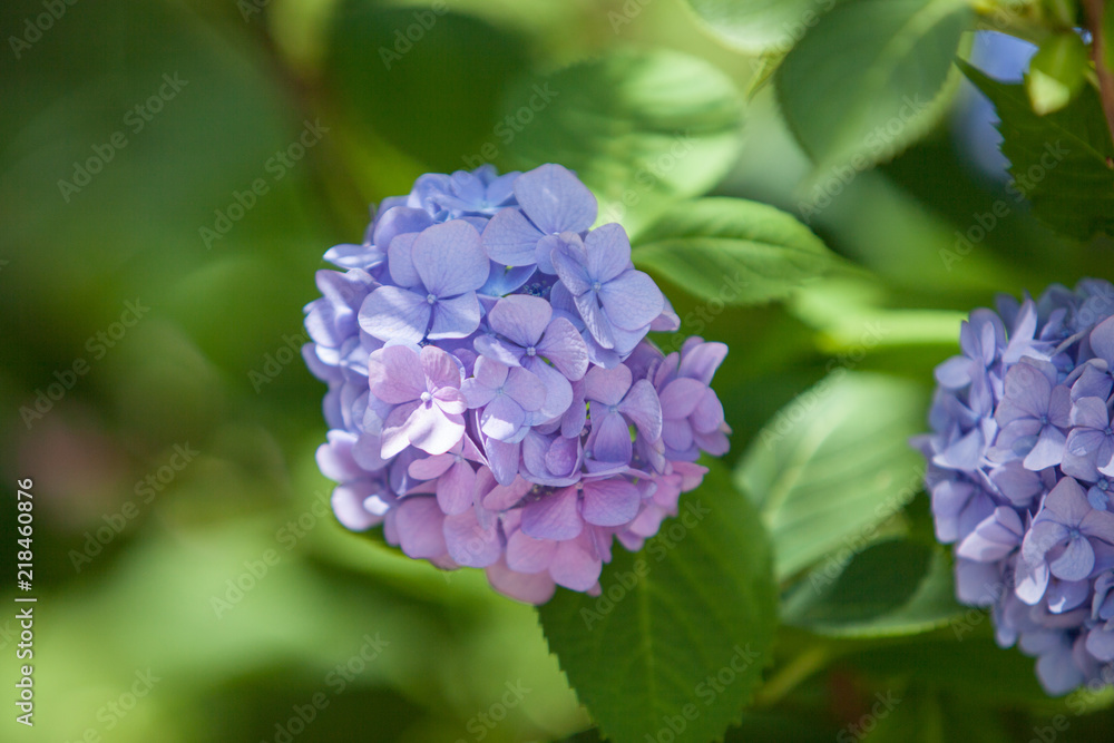 a bush of hydrangeas. beautiful floral background. a bush of hydrangeas. beautiful floral background.