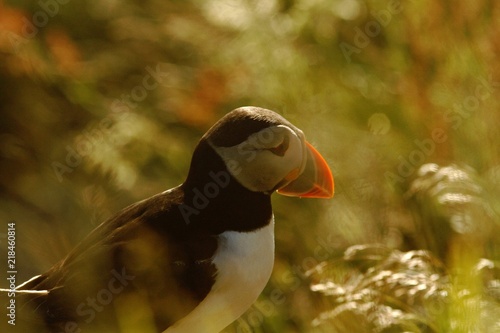 Atlantic puffin seen in Runde island in Norway sitting on the cliff, , cute bird, lovely, beautiful, red beak, green background, large puffin nesting colony, close-up bird portrait © Ji