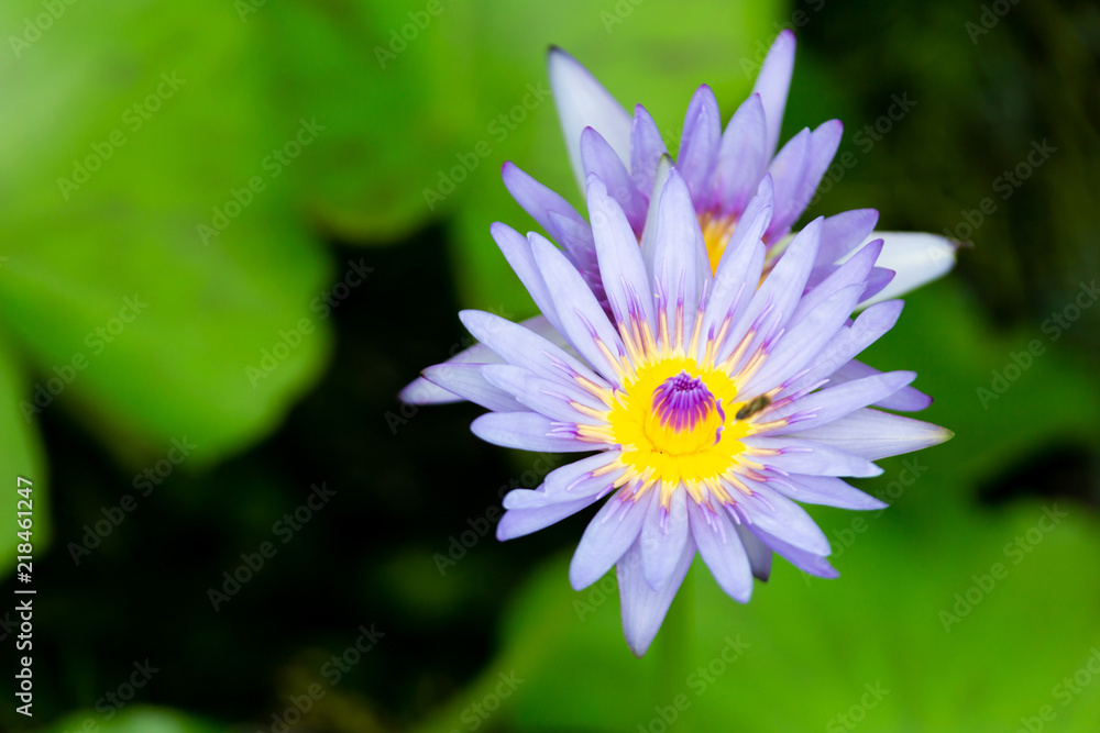 Photo macro shot on bee swarming on lotus flower , Beautiful purple lotus flower with green leaf in in pond Photo macro shot on bee swarming on lotus flower , Beautiful purple lotus flower with green leaf in in pond