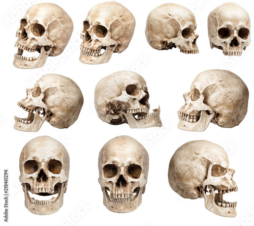set of human skulls in different angles. Isolated
