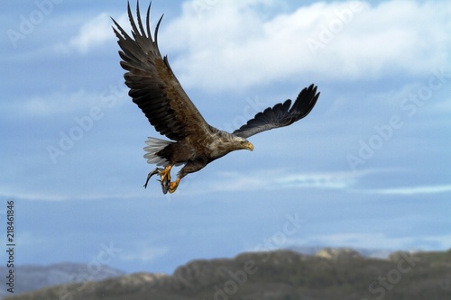 White-tailed eagle in flight a fish which it has just plucked from the waters of a deep Norwegian fjord,Haliaeetus albicilla, eagle with a fish flies over a Norwegian Fjord, majestic sea eagle