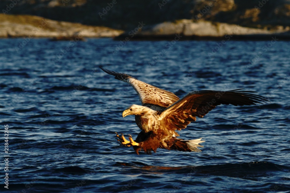 White-tailed eagle in flight before attack, hunting eagle trying to catch fish Norwegian fjord, Haliaeetus albicilla, majestic sea eagle, blue sea in background, bird in natural enviroment in Norway White-tailed eagle in flight before attack, hunting eagle trying to catch fish Norwegian fjord, Haliaeetus albicilla, majestic sea eagle, blue sea in background, bird in natural enviroment in Norway