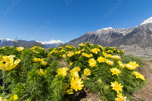 Adonis de printemps devant un paysage de montagne