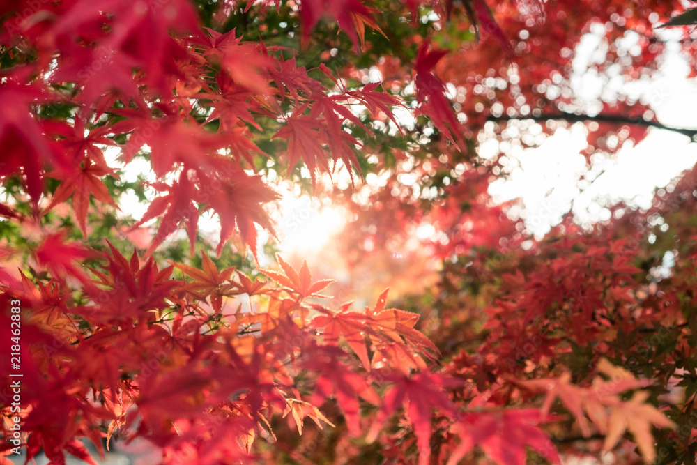 Red Maple leaves in garden