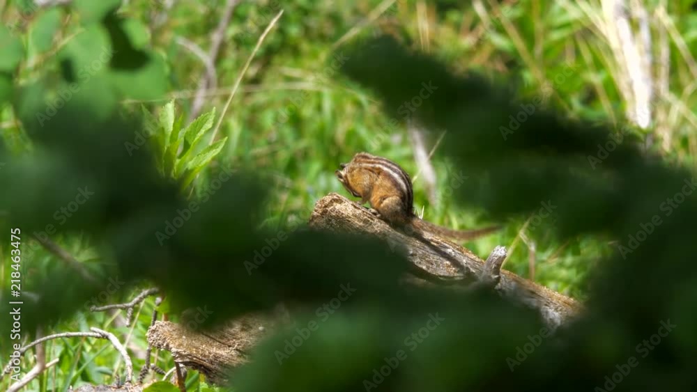 Cute chipmunk sitting on a log by itself out in the forest Cute chipmunk sitting on a log by itself out in the forest