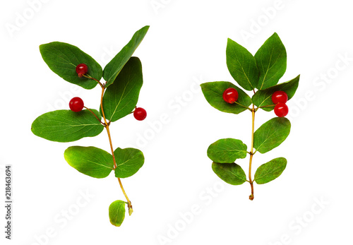 Set of Lonicera tatarica twigs with green leaves and red berries