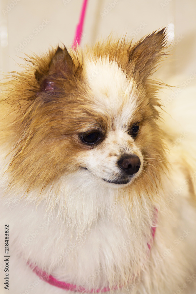 portrait of pomeranian dog portrait of pomeranian dog