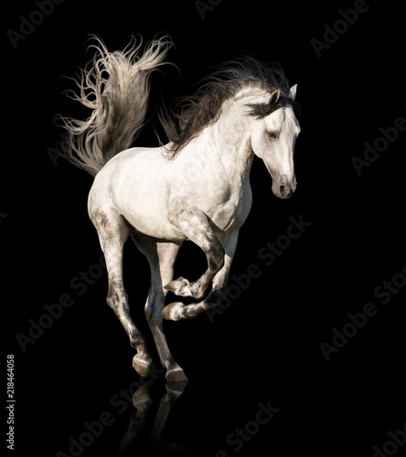 White Andalusian horse with black legs and mane galloping isolated on black background © ashva