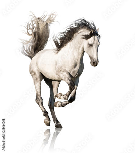 Tableau sur toile White Andalusian horse with black legs and mane galloping isolated on white back