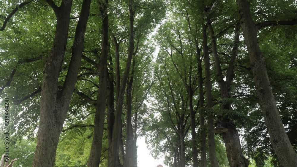 Camera tilting up in slow motion on a tree lined avenue with a chapel in Roskilde, Denmark Camera tilting up in slow motion on a tree lined avenue with a chapel in Roskilde, Denmark