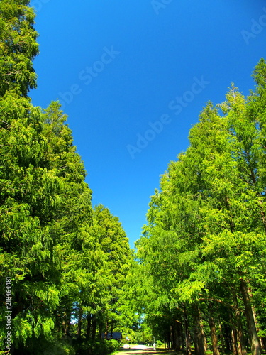 夏のメタセコイア林のある水元公園風景 © smtd3