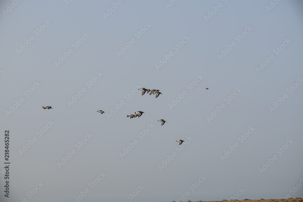 Flock of Oystercatchers (Hamatopus ostralegus)
