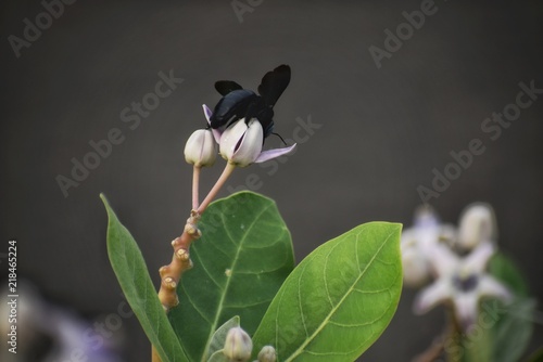 Flower with beetle photo