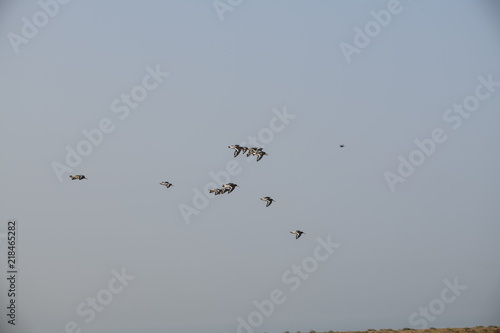Flock of Oystercatchers (Hamatopus ostralegus) © David EP Dennis 