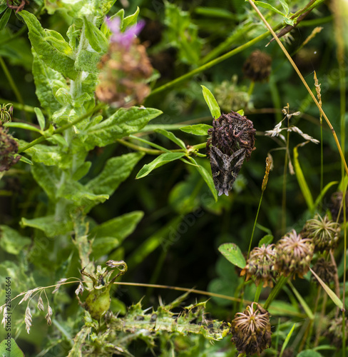 Silver Y Moth (Autographa gamma)