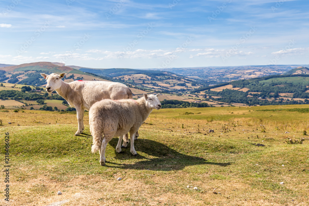 Obraz premium Sheep and lamb in the mountains of Brecon Beacons National Park in Wales, UK