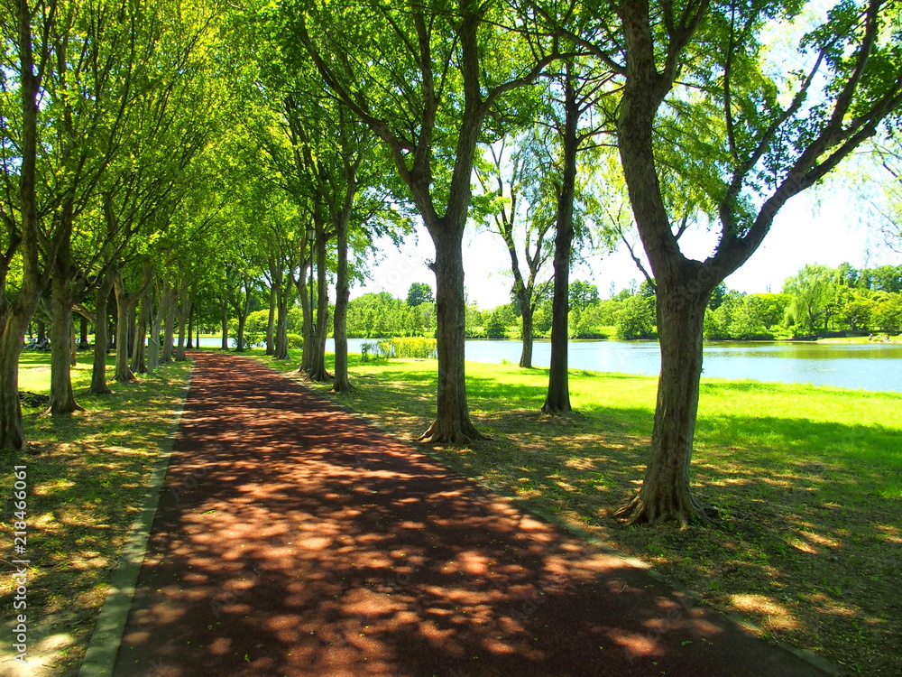 夏のみさと公園風景 Stock Photo Adobe Stock