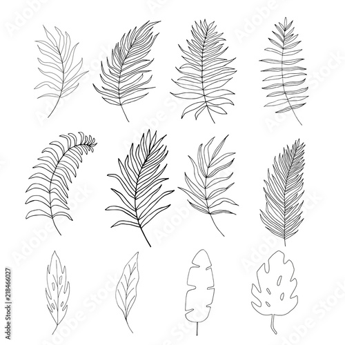 Set of palm, jungle , tropical leaves silhouettes isolated on