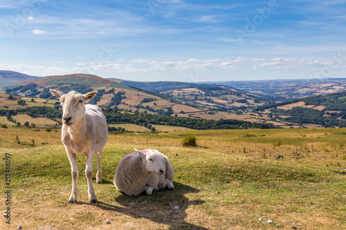 Sheep and lamb in the mountains of Brecon Beacons National Park in Wales, UK photo
