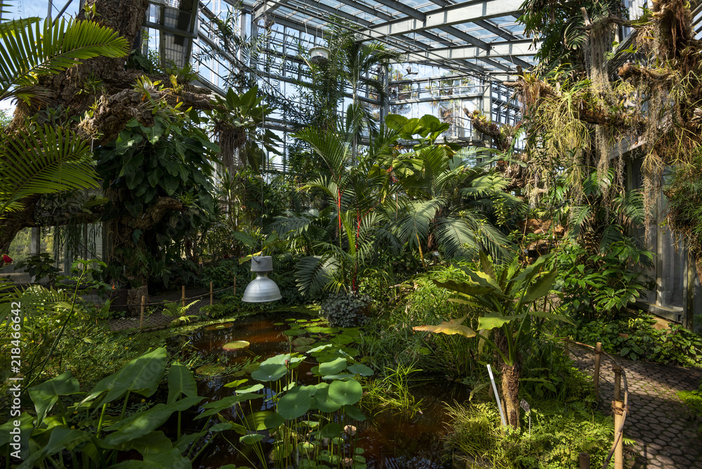 Rainforest vegetation in a greenhouse at Geneva Conservatory and Botanical  Garden, Geneva, Geneva Canton, Switzerland Stock Photo | Adobe Stock