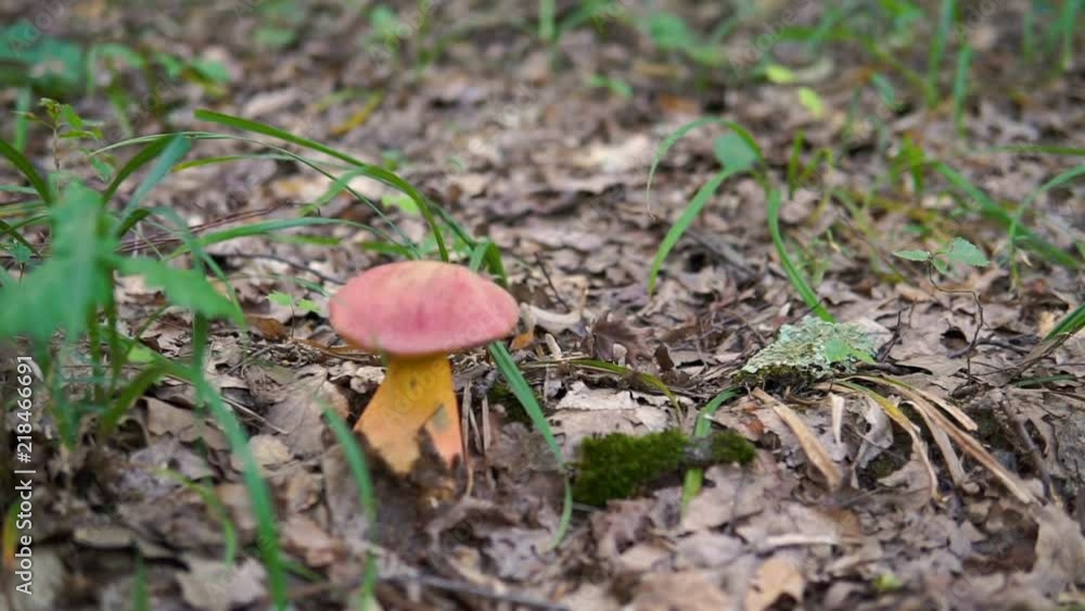 Brown mushroom in the forest, close up dolly shot. Brown mushroom in the forest, close up dolly shot.