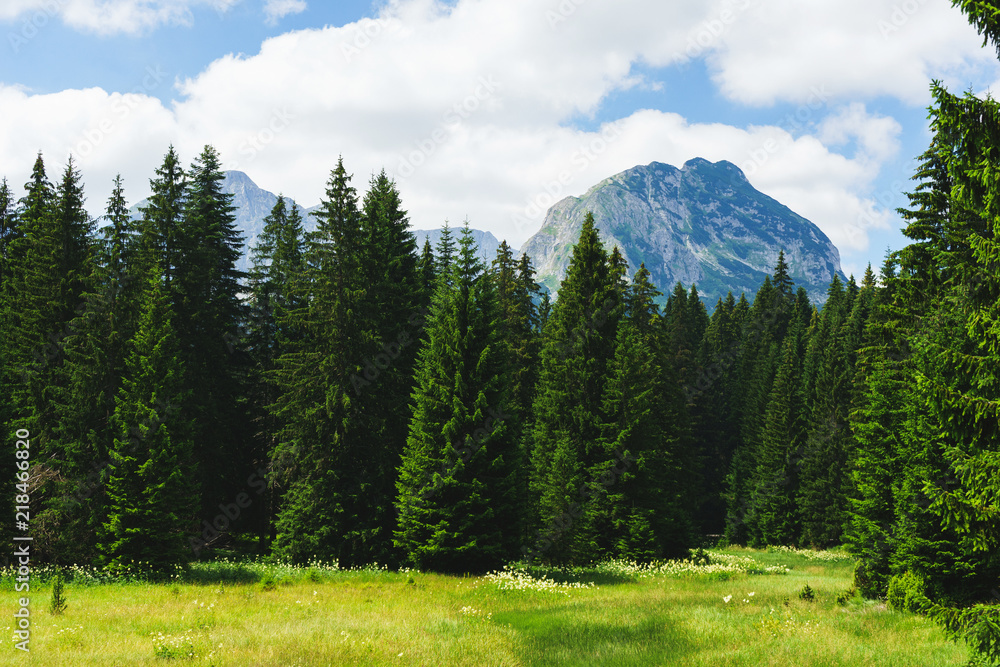 Magical views of the dense green forest and meadow in the Durmitor National Park. 