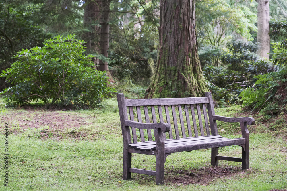 Empty single wooden seat in forest woodlands 