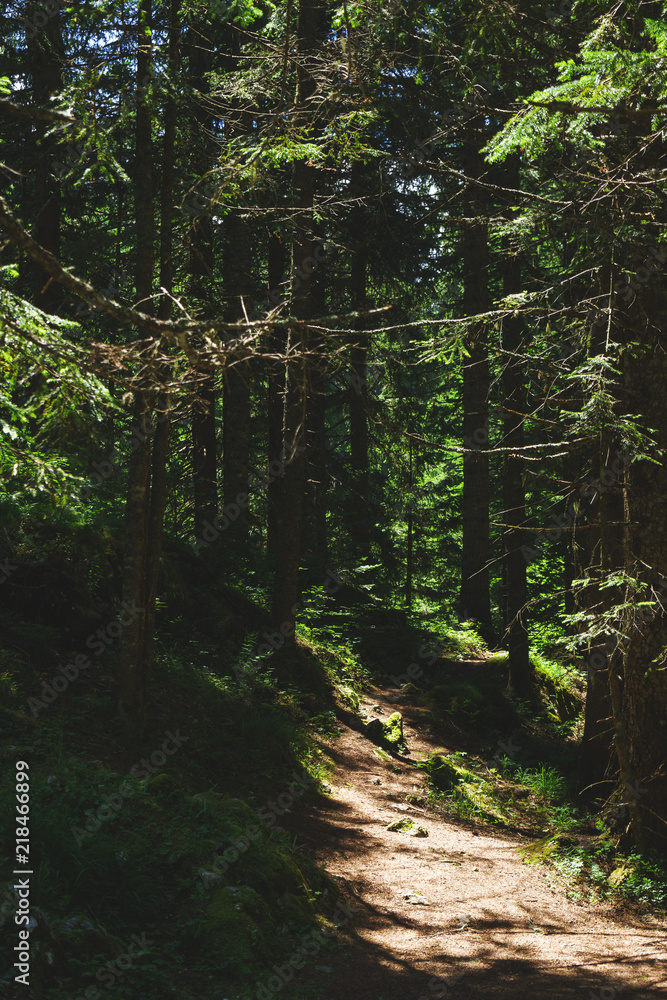 Obraz premium Dramatic forest landscape. Hiking trail in the forest of Durmitor National Park.