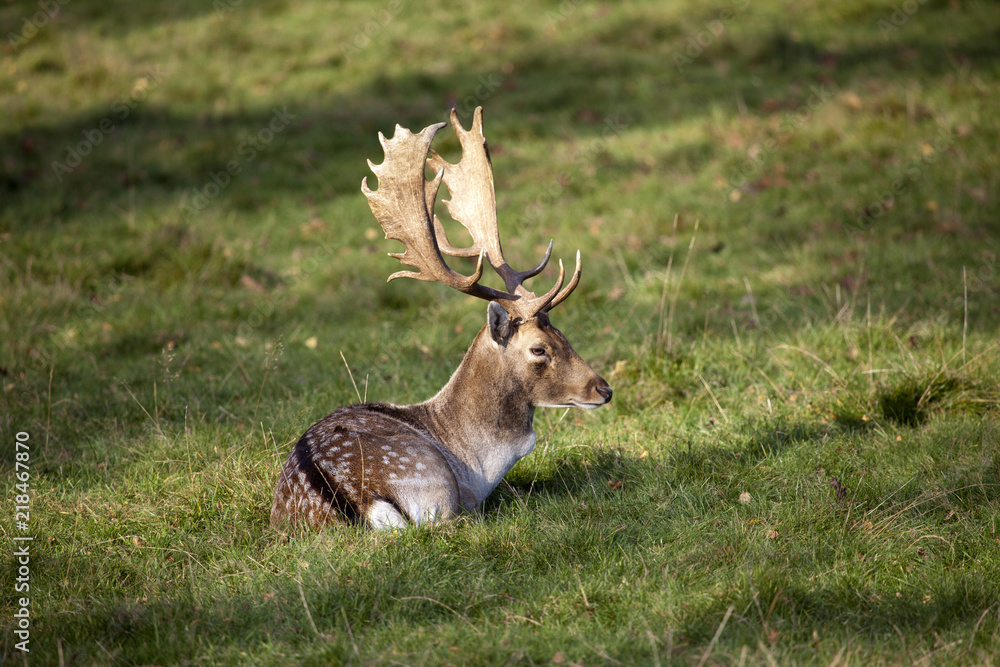 Damhirsch mit prächtigem Geweih erholt sich in der Sonne Damhirsch mit prächtigem Geweih erholt sich in der Sonne