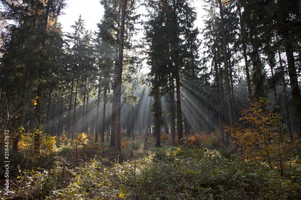 Sonnenstrahlen durchfluten Herbstwald Sonnenstrahlen durchfluten Herbstwald