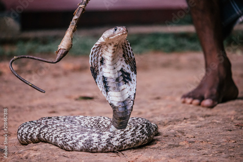Cobra in captivity 