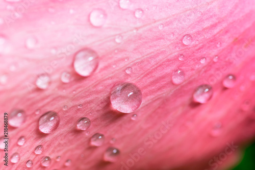 pink rose petal with water droplet