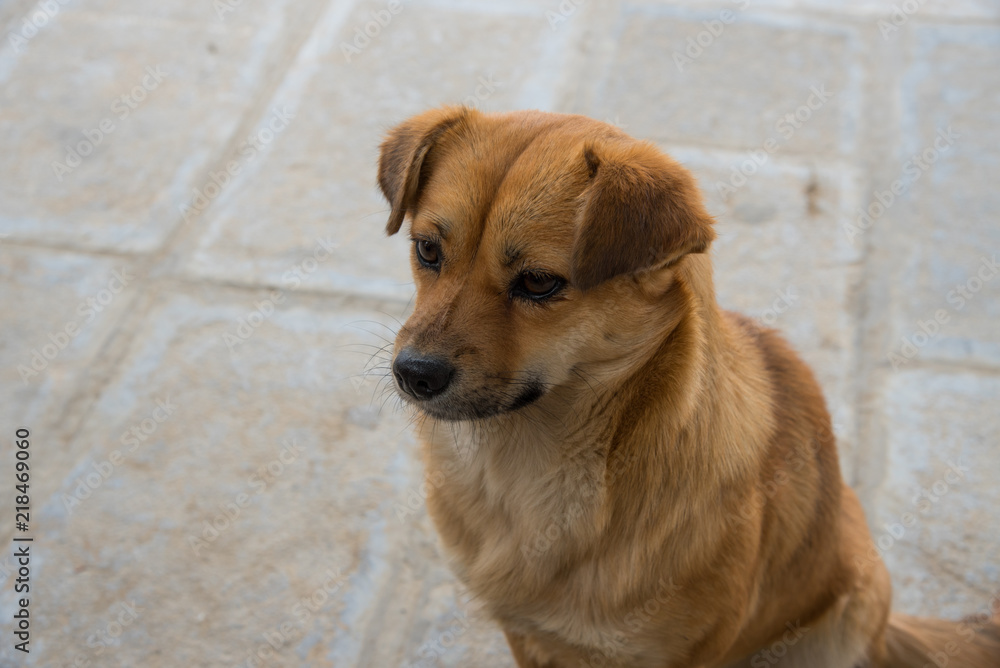 Brown dog faithful pets sitting on the floor, looking and waiting with calm, pet. Brown dog faithful pets sitting on the floor, looking and waiting with calm, pet.
