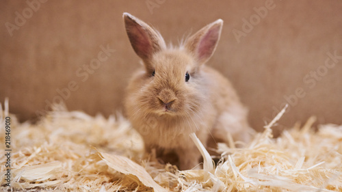 Cute beautiful rabbit in the petting zoo.  photo