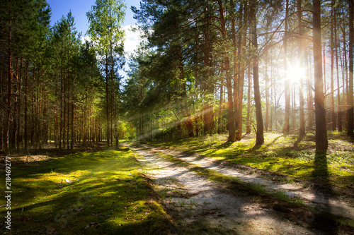 forest road on old pine forest with rays of the rising sun