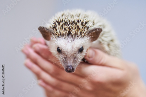 Cute decorative hedgehog on his hands photo