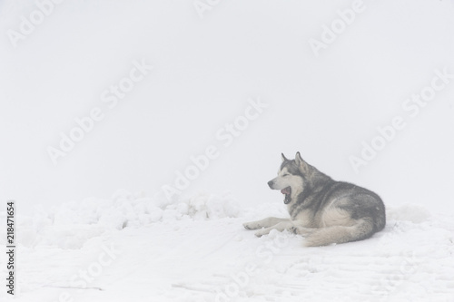malamute dog yawns, lying on the snow in the mountains