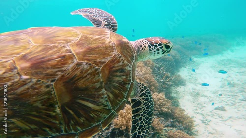 Sea turtle on coral reef photo