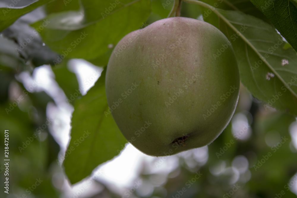 August Apfel am Ast August Apfel am Ast