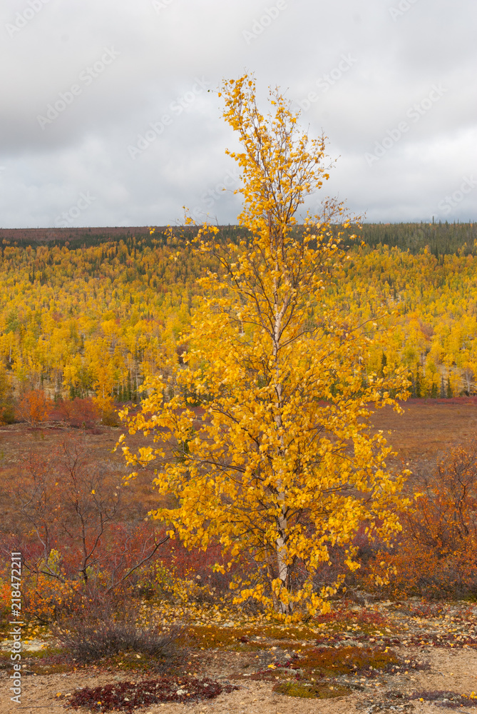 Fototapeta premium Northern roads