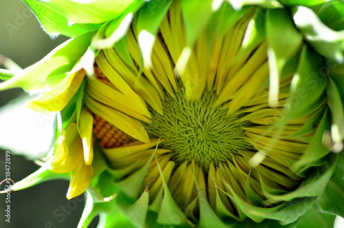 Fototapeta Naklejka Na Ścianę i Meble -  Blüte einer Sonnenblume