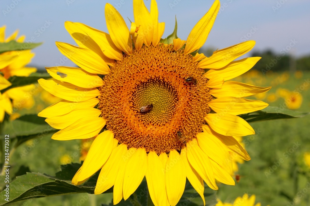 A up close view of the bees on the sunflower. A up close view of the bees on the sunflower.