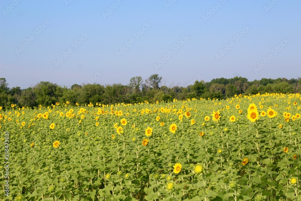 The sunflower field on the farmland and on a sunny day.