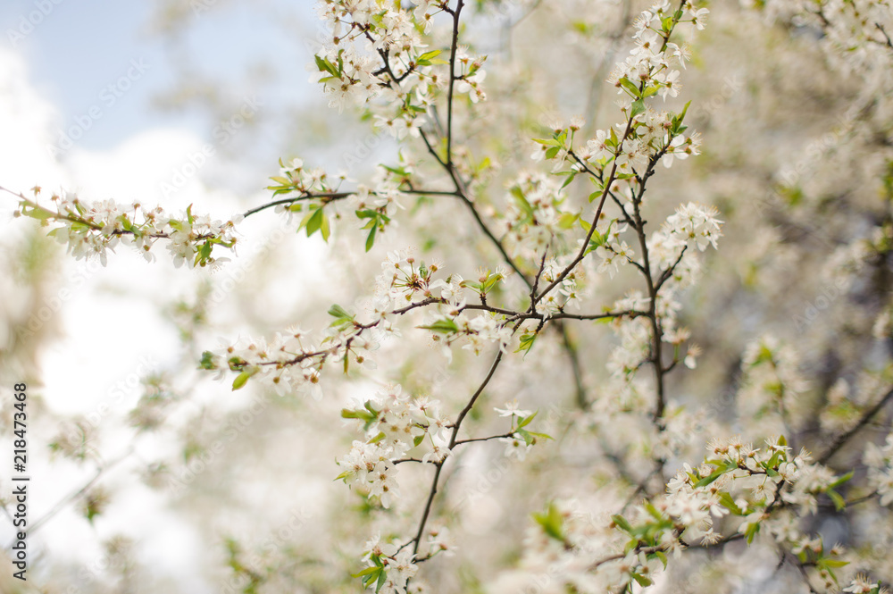 Macro photography of a spring white cherry blooming tree Macro photography of a spring white cherry blooming tree