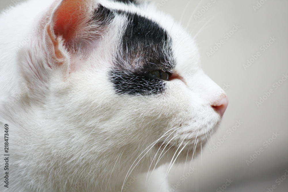 cute black and white cat sitting on a wooden terrace.Outdoor life of domestic cat. cute black and white cat sitting on a wooden terrace.Outdoor life of domestic cat.