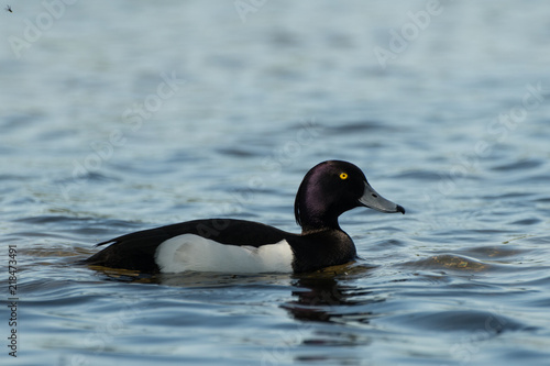 Beautiful female tufted duck swimming in a pond